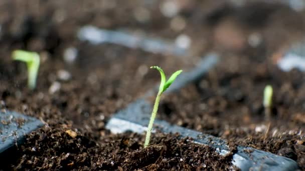 Growing Tomatoes Seeds Step Step Step Watering First Sprout — 图库视频影像