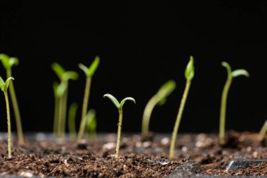 Growing tomatoes from seeds, step by step. Step 6 - many sprouts sprouted