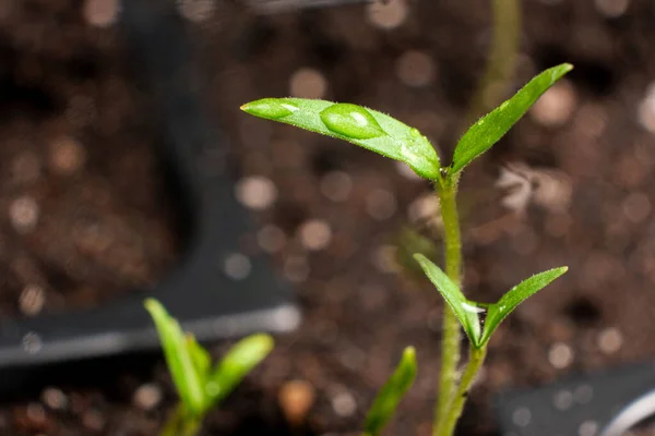 Growing tomatoes from seeds, step by step. Step 6 - many sprouts sprouted