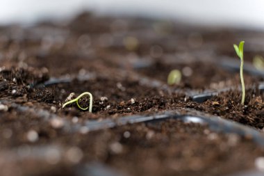 Growing tomatoes from seeds, step by step. Step 4 - the first sprout