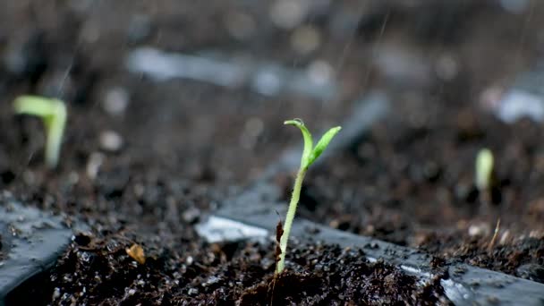 Growing Tomatoes Seeds Step Step Step Watering First Sprout — Vídeos de Stock