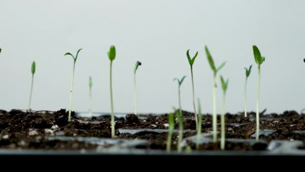 Growing Tomatoes Seeds Step Step Step Many Sprouts Sprouted — Vídeo de stock