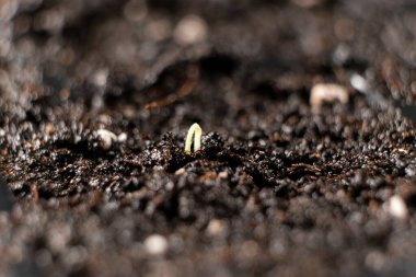 Growing tomatoes from seeds, step by step. Step 4 - the first sprout
