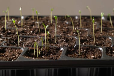 Growing tomatoes from seeds, step by step. Step 6 - many sprouts sprouted