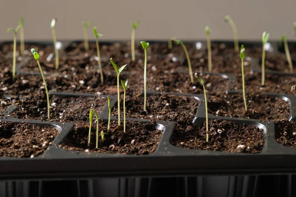 Growing Tomatoes Seeds Step Step Step Many Sprouts Sprouted — Foto de Stock