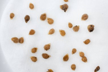 Tohumlardan domates yetiştiriyoruz, adım adım. Birinci adım: Pamuk yastıkta suya batırılmak..