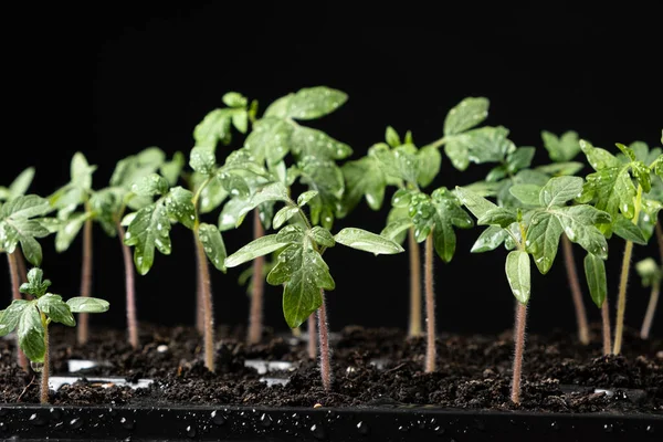 Growing tomatoes from seeds, step by step. Step 7 - the sprouts have grown