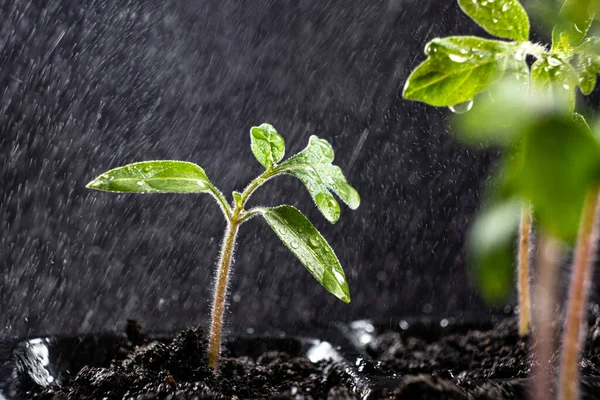 Growing tomatoes from seeds, step by step. Step 8 - watering grown sprouts