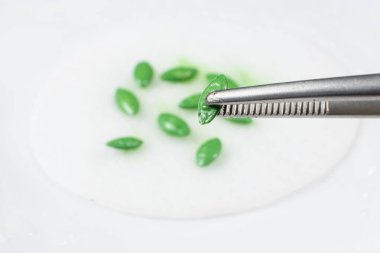 Growing cucumbers from seeds. Step 1 - Soaking the seeds on a cotton pad