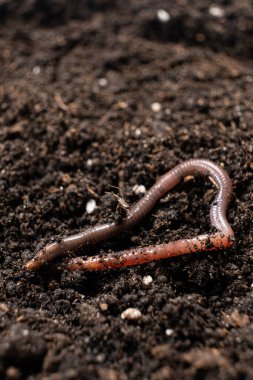 Big beautiful earthworm in the black soil, close-up