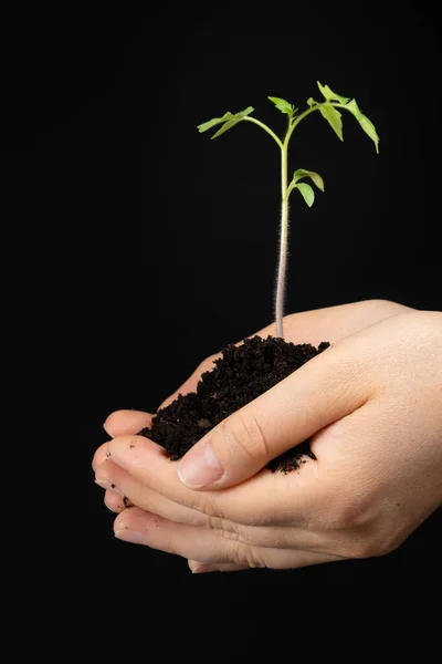 Growing tomatoes from seeds, step by step. Step 9 - planting seedlings