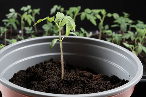 Growing tomatoes from seeds, step by step. Step 9 - planting seedlings