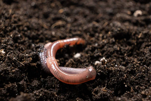 Big Beautiful Earthworm Black Soil Close — Fotografia de Stock