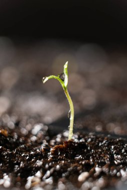 Growing tomatoes from seeds, step by step. Step 4 - the first sprout