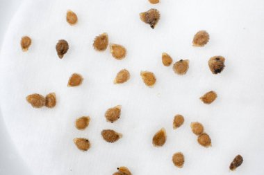 Tohumlardan domates yetiştiriyoruz, adım adım. Birinci adım: Pamuk yastıkta suya batırılmak..