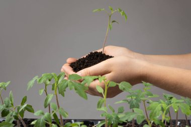 A young sprout with the earth in the hands of a man. The theme of horticulture and ecology