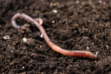 Big beautiful earthworm in the black soil, close-up