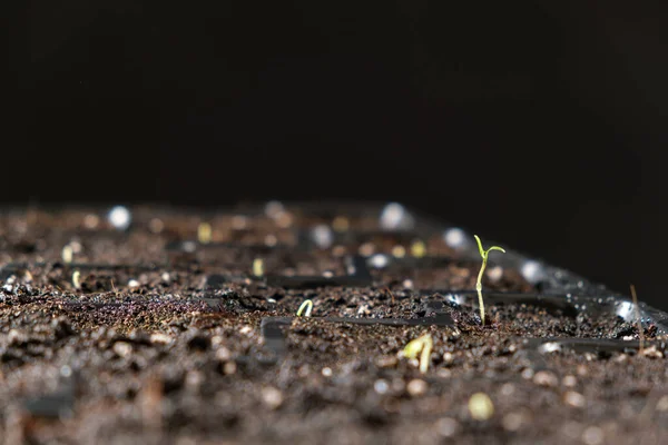 Growing Tomatoes Seeds Step Step Step First Sprout — 스톡 사진