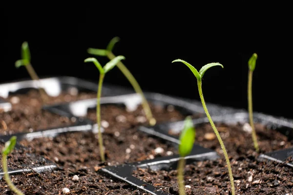 Growing Tomatoes Seeds Step Step Step Many Sprouts Sprouted — Stockfoto