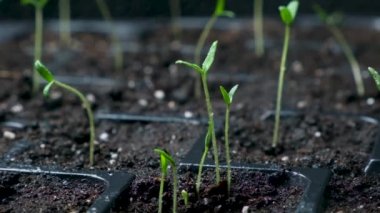Growing tomatoes from seeds, step by step. Step 7 - watering the sprouts