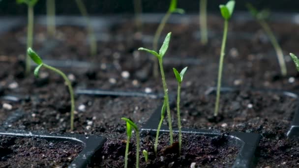 Growing Tomatoes Seeds Step Step Step Watering Sprouts — Video Stock