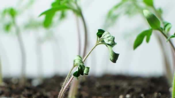 Wilted Tomato Sprout Close Growing Tomatoes — 图库视频影像