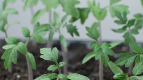 Growing Tomatoes Seeds Step Step Step Watering Grown Sprouts — Stockvideo