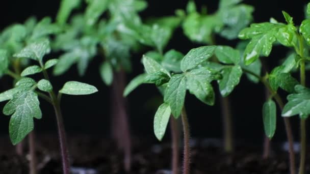 Growing Tomatoes Seeds Step Step Step Sprouts Have Grown — Stok video
