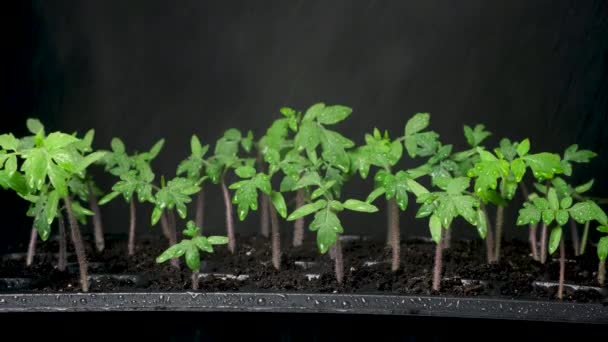 Growing Tomatoes Seeds Step Step Step Watering Grown Sprouts — 图库视频影像