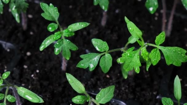 Growing Tomatoes Seeds Step Step Step Sprouts Have Grown — Stok video