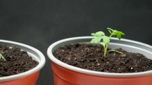 Growing Tomatoes Seeds Step Step Step Watering Seedling Pot — Vídeo de stock