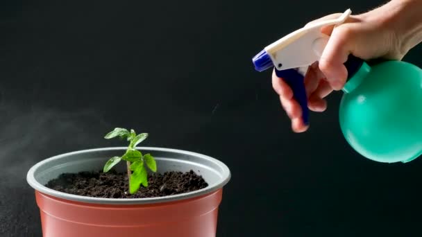 Growing Tomatoes Seeds Step Step Step Watering Seedling Pot — Video Stock