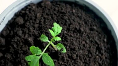 Growing tomatoes from seeds, step by step. Step 10 - planting seedlings