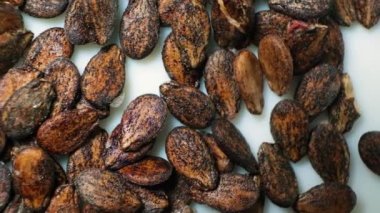 Dried watermelon seeds on a white background macro top view
