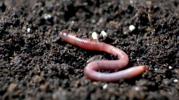 Large Beautiful Earthworm Crawls Black Ground Close — Vídeo de stock