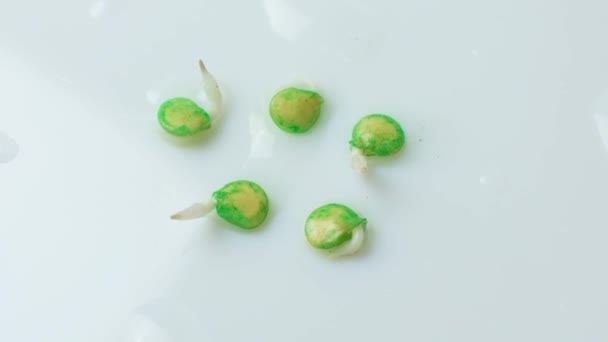 Growing Peppers Seeds Step Seeds Have Sprouted — 图库视频影像