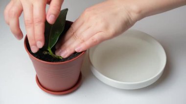 Propagation of indoor jasmine - planting cuttings with sprouted roots in a pot with earth