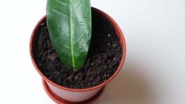 Planted in a pot with earth, the cuttings of the houseplant jasmine stephanotis, the reproduction of jasmine