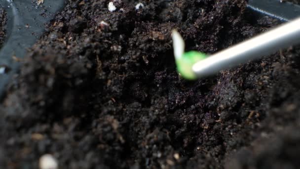 Growing Peppers Seeds Step Planting Seeds Soil — 图库视频影像