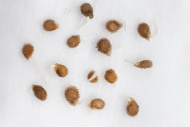 Tohumlardan domates yetiştiriyoruz, adım adım. Adım 2 - tohumlar filizlendi.