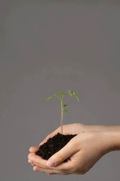 A young sprout with the earth in the hands of a man. The theme of horticulture and ecology