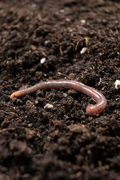 Big beautiful earthworm in the black soil, close-up