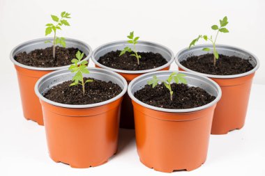 Growing tomatoes from seeds, step by step. Step 9 - planting seedlings