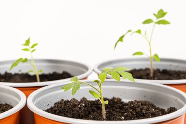 Growing tomatoes from seeds, step by step. Step 9 - planting seedlings