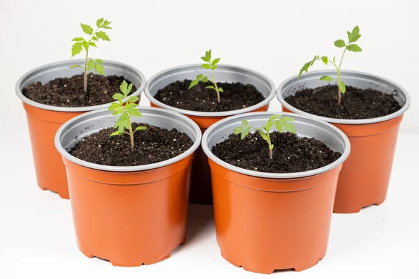 Growing tomatoes from seeds, step by step. Step 9 - planting seedlings