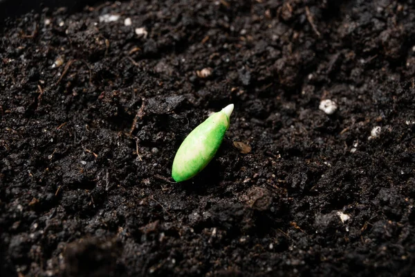 Growing cucumbers from seeds. Step 3 - planting in the ground
