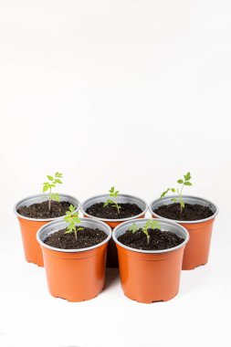 Growing tomatoes from seeds, step by step. Step 9 - transplanted sprouts in pots