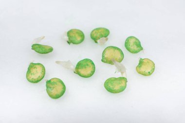 Growing peppers from seeds. Step 2 - the seeds have sprouted