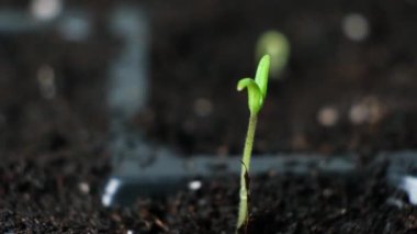 Growing tomatoes from seeds, step by step. Step 4 - the first sprout