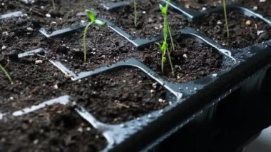 Growing tomatoes from seeds, step by step. Step 6 - many sprouts sprouted